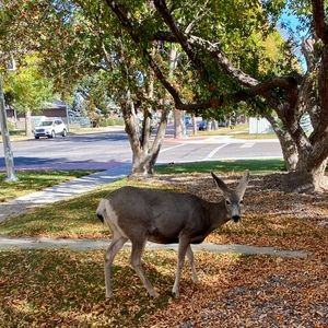 Meet your Posher, Caryn